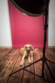 Working With Pets In Studio Savage Universal Dog Photography Studio Dog Photography Dog Photoshoot