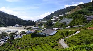 Sip on cameron valley tea while you take in views of the plantation! David 3816 Kuala Terla Cameron Valley Tea House