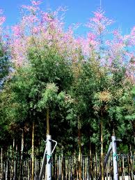Image result for tamarix ramosissima pink cascade