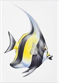 Check spelling or type a new query. Print Of Digital Illustration Of Moorish Idol Zanclus Cornutus Moorish Idol Digital Illustration Art