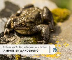 Tagsüber ruhen sie sich aus oder. Facebook