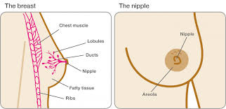 Usually we feel this type of pain on both sides, but occasionally one side is especially sensitive. Breast Changes During And After Pregnancy Breast Cancer Now