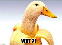 Duck Typing: What do ducks have to do with polymorphism? - DEV Community  👩‍💻👨‍💻