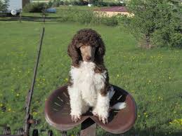 The standard poodle is the oldest of the three varieties of the breed. Parti