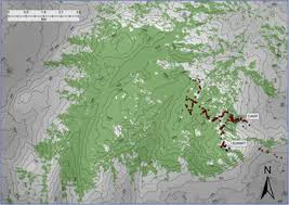 Image result for Synsepalum muelleri