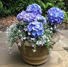 Mathilda Gutges Hydrangea And Bicopa April 2015 Hydrangea Yard Decor Perfect Pots