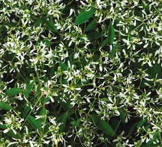Product dimensions 9.63 x 9.63 x 11.75 inches item weight 2.75 pounds manufacturer proven winners asin Trial Garden 2021 Issuu