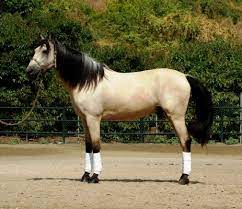 Equinenow listing of buckskin quarter horse for sale. Gallery Andalusian Horse Direct
