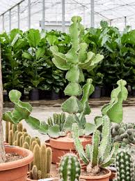 Image result for Euphorbia cooperi