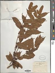 Image result for Psydrax mutimushii