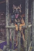 Dog Lovers Gold Hondenforum
