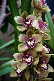 Mcbean S Orchids Est 1879 23 03 2013 Orchids Beautiful Orchids Cymbidium Orchids