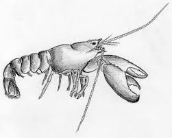 Free printable lobster coloring pages available in high quality image and pdf format. How To Draw Lobster Simple Tutorial