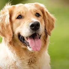 We pride ourselves on conscientious and progressive medicine. Pet Vet Animal Hospital Dallas Tx