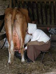 File Hand Milking A Cow At Cobbes Farm Museum Jpg Wikimedia Commons
