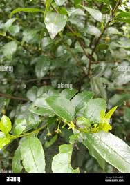Image result for Rhamnus prinoides