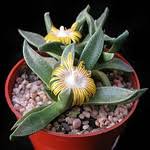 Image result for Nananthus aloides