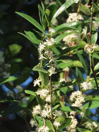 Image result for Tricalysia bagshawei