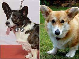 Cardigan Corgi Vs Pembroke What S The Difference