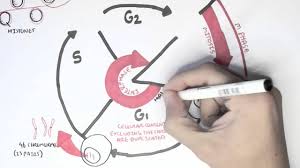 Cell cycle labeling worksheet answer key resultinfos from the cell cycle coloring worksheet , source: Cell Cycle Overview Interphase Youtube