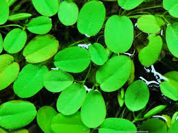 Image result for Salviniaceae