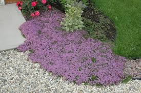 It comes in a great number of varieties and has colourful foliage which looks great in. Groundcover Guide Farmington Gardens