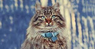The Largest Domestic Cats Petfinder