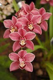 404 Page Not Found Trudy S Flowers Stunning Arrangements And Same Day Delivery Seattle Wa 98101 Orchids Wedding Flowers Types Of Orchids Orchid Flower
