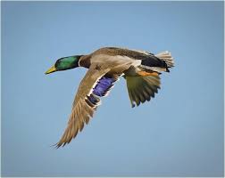 نتیجه جستجوی لغت [canard] در گوگل