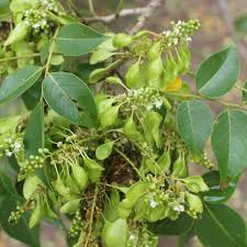 Image result for Ateleia herbert-smithii