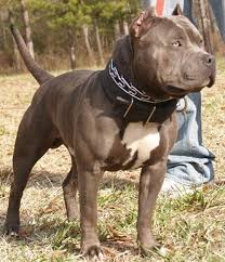 Mack Truck Pitbulls Pitbull Terrier Pitbull Puppies