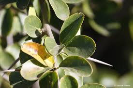 Image result for Dovyalis afra