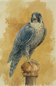 Art Birds Of Prey Logo Hunting Falcon By Alexander Sergeevich Khrenov In 2020 Falcon Art Eagle Art Falcon Drawing