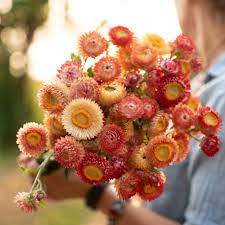 Pin On Floret