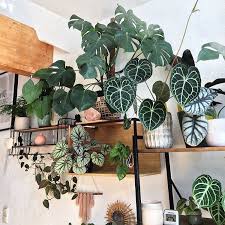 Fancy Foliage Plants Plant Decor House Plants