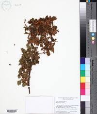 Image result for Searsia acuminatissima