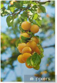 Check spelling or type a new query. Cherry Plum Tree With Fruits Poster Pixers We Live To Change