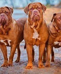 Live channels from all around the world. Bordeaux Dogge Ein Riese Unter Den Hunden Deine Tiere Hunde Hunde Rassen Herdenschutzhunde