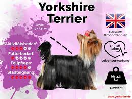 Er ist normalerweise sehr kontaktfreudig und liebt es, aktiv zu spielen, daher müssen die fahrten und spiele praktisch täglich sein. Der Yorkshire Terrier Yorkshire De