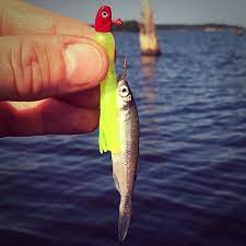 Check spelling or type a new query. 3 Best Baits For Crappie Jigs Vs Minnows Vs Jigs Tipped With Minnows