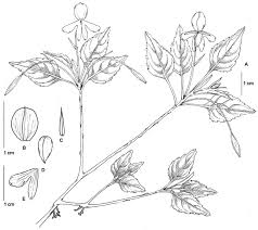 Image result for Impatiens gesneroidea