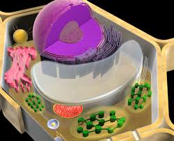 Maybe you would like to learn more about one of these? The Incredible Edible Plant Cell Dale S Blog