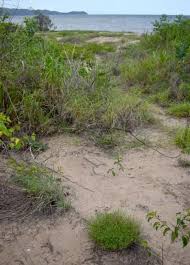 Image result for Afrohybanthus