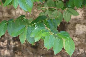 Image result for Grewia glandulosa