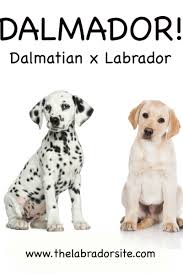 Dalmador Everything You Need To Know About The Dalmatian
