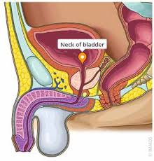 Image result for Bladder Anatomy