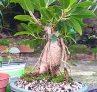 My 6 year old Ficus bonsai 💚