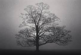 Image result for Silver 1983 Talbot