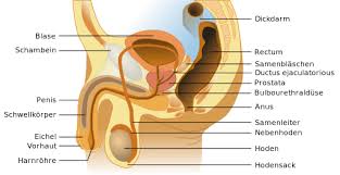 How to do it, is it safe, how to ask your partner to do it for you. Die Prostata Gekonnte Massage Genussvolle Stimulation