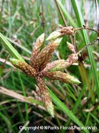 Image result for Schoenoplectiella senegalensis